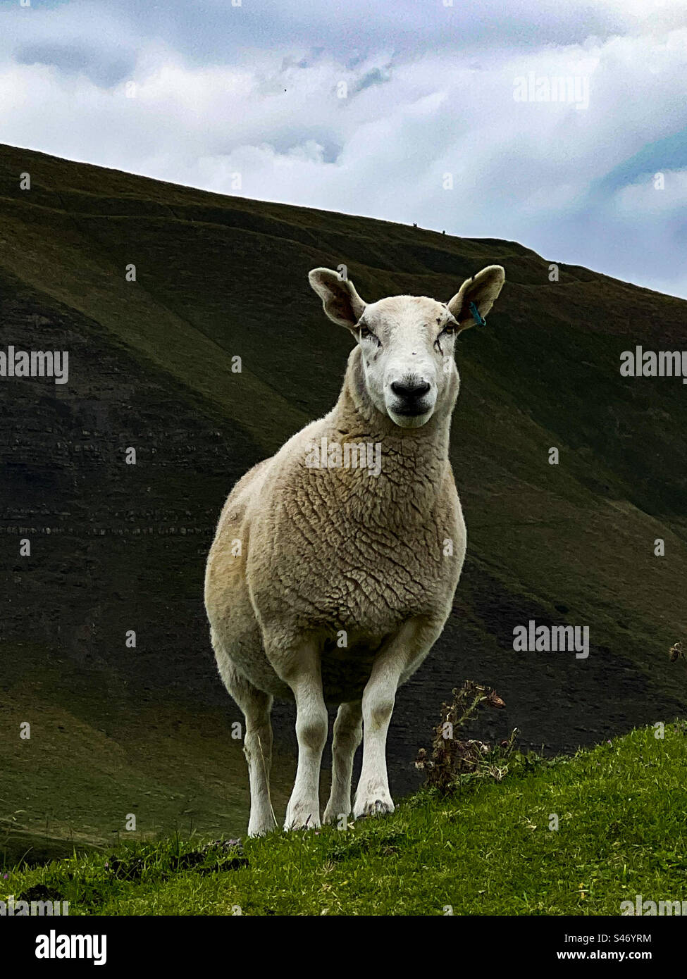 Un mouton solitaire sur la colline dans le Peak District, Royaume-Uni - Image de stock capturée avec un smartphone