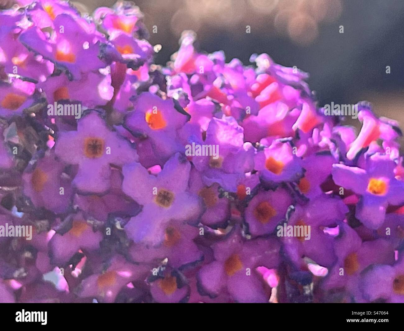 Buddleia gros plan - Image de stock capturée avec un smartphone