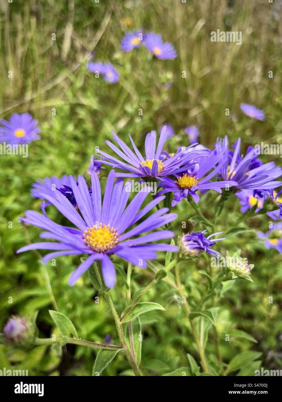 Gros plan de petites fleurs violettes dans un champ Banque D'Images