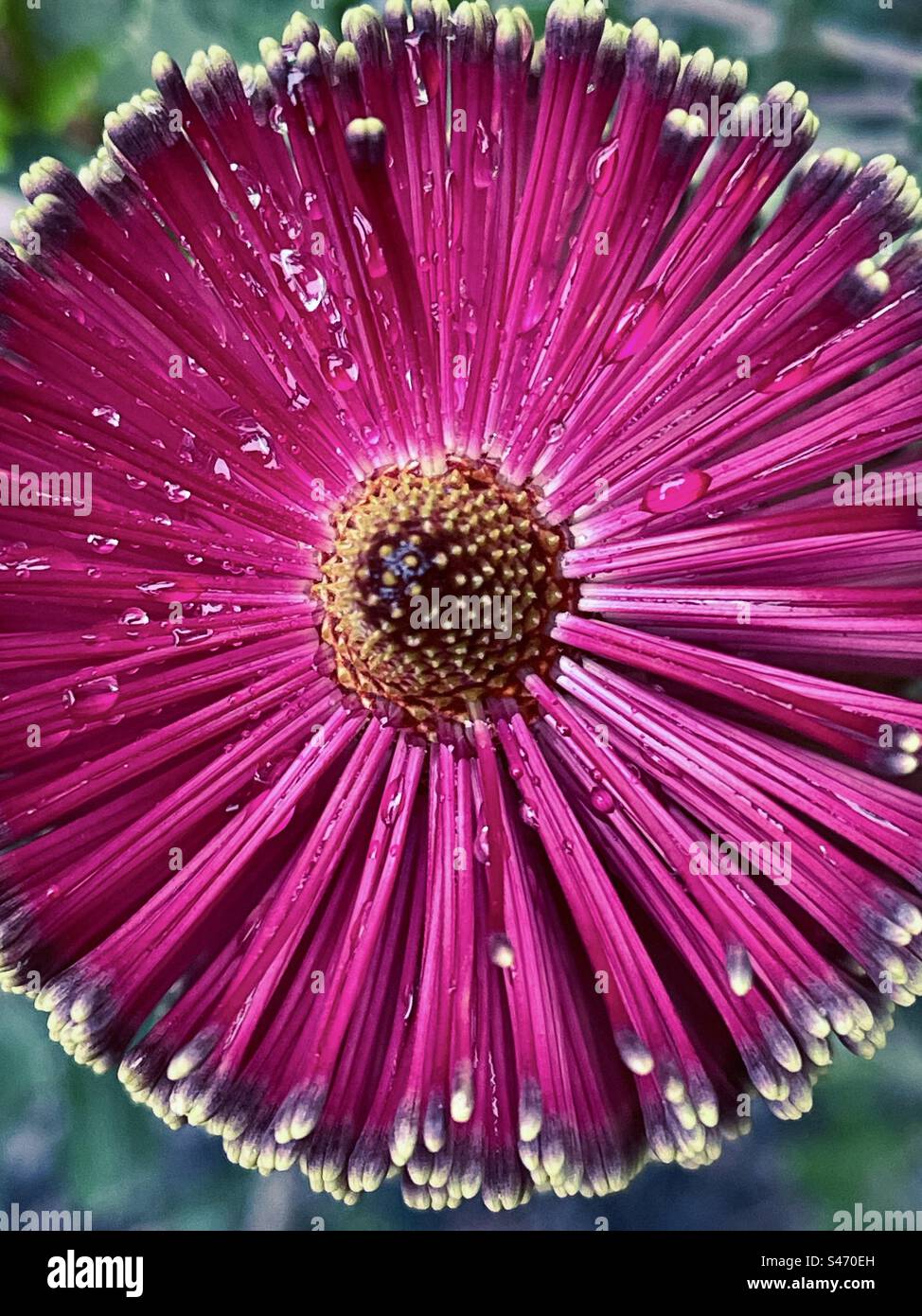 Vue à angle élevé des gouttes de pluie sur Banksia praemorsa rose ou fleur de banksia à feuilles coupées. Gros plan. Flore indigène australienne. Concentrez-vous sur le premier plan. Banque D'Images