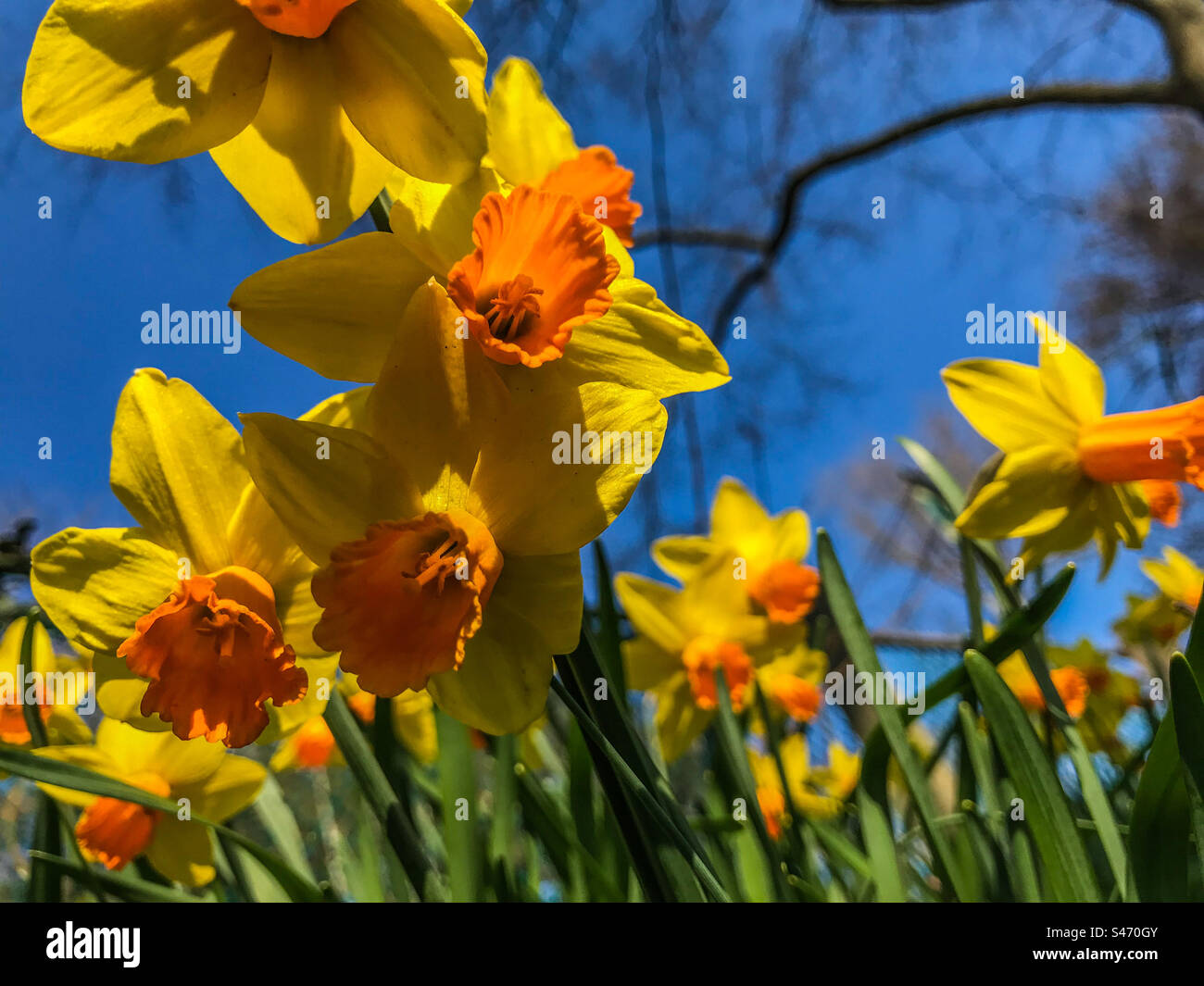 Fleurs jaune Banque D'Images