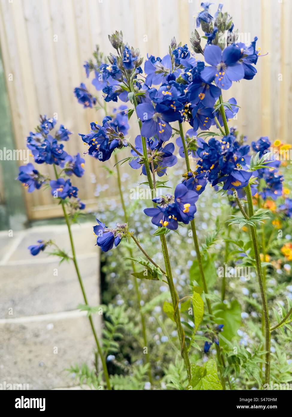 Fleurs en échelle jacobs violettes - Image de stock capturée avec un smartphone