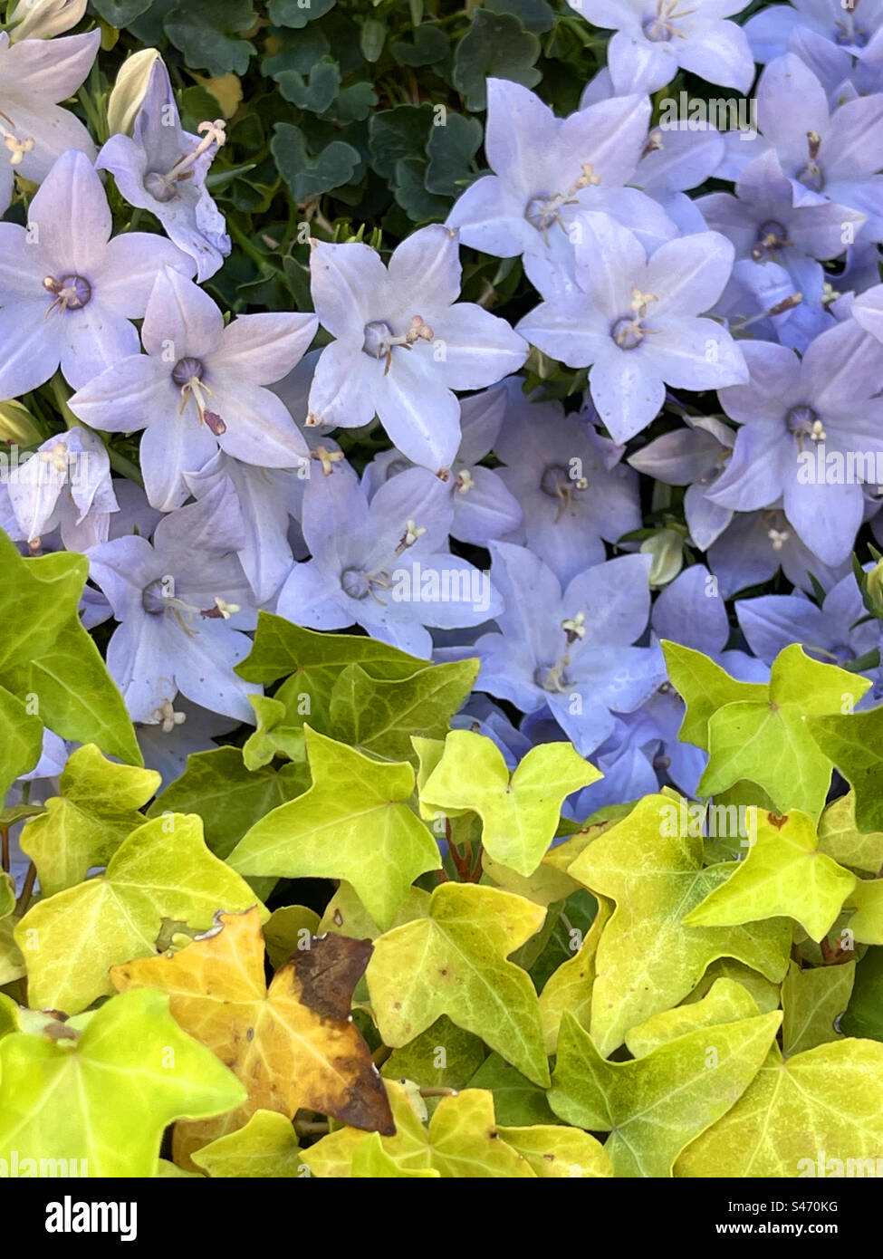 Fleurs mauves Banque D'Images