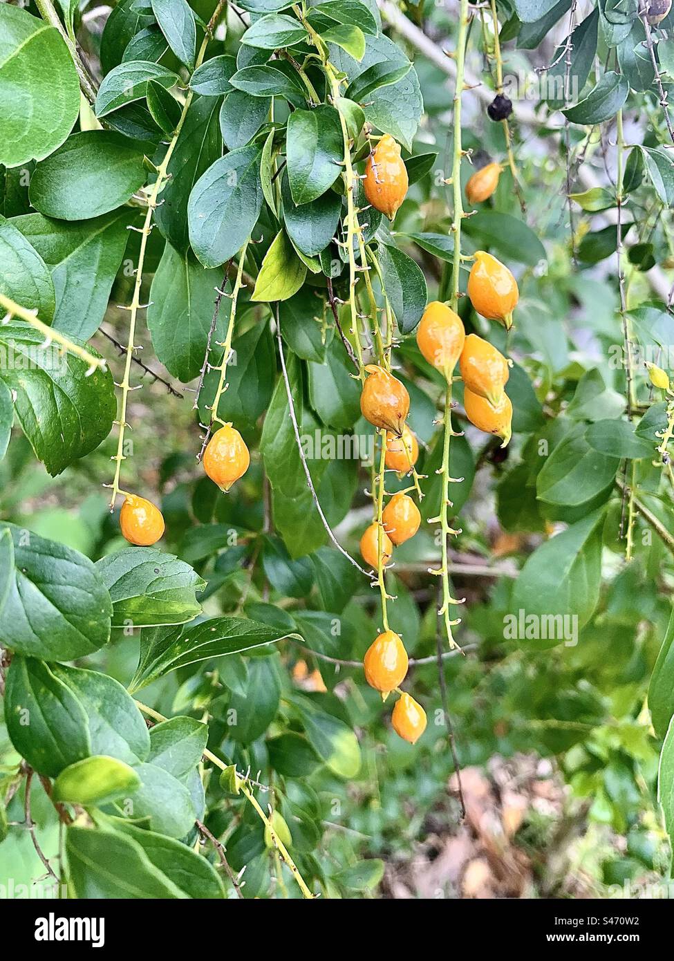 Fond vert et orange - Image de stock capturée avec un smartphone