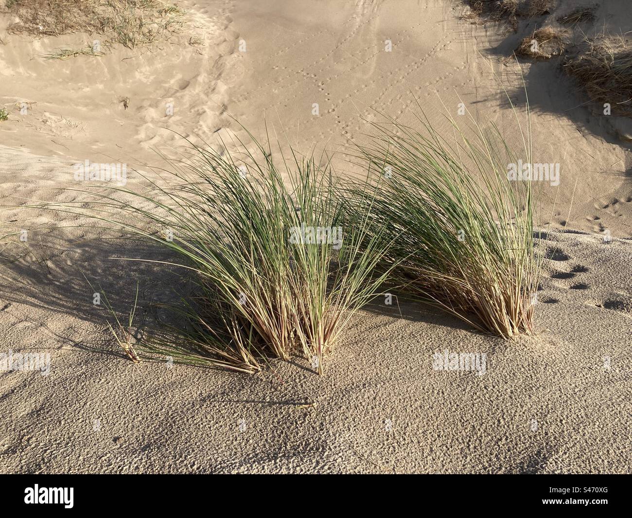 Herbes de dunes dans le sable à la mer du nord Banque D'Images