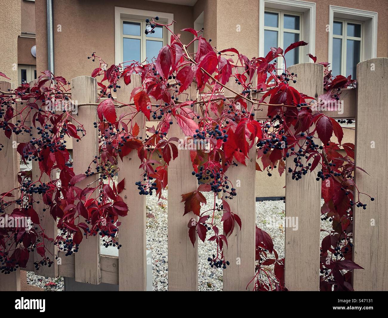 Plante de vigne avec des feuilles rouges et des baies bleues sur une clôture à Karlovy Vary, République tchèque. Banque D'Images