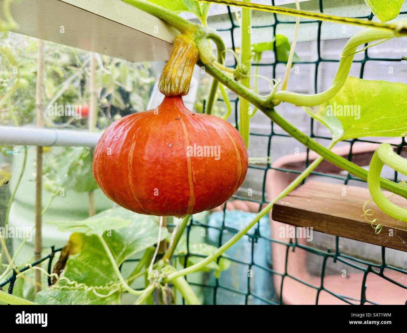 Plante de courge poussant dans une serre - Image de stock capturée avec un smartphone
