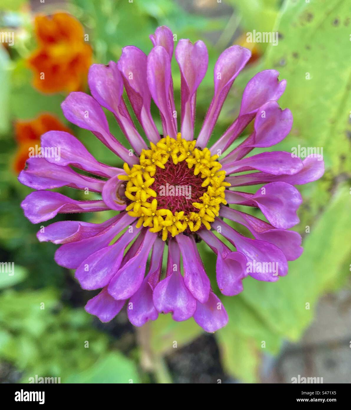 Zinnia mauve - Image de stock capturée avec un smartphone