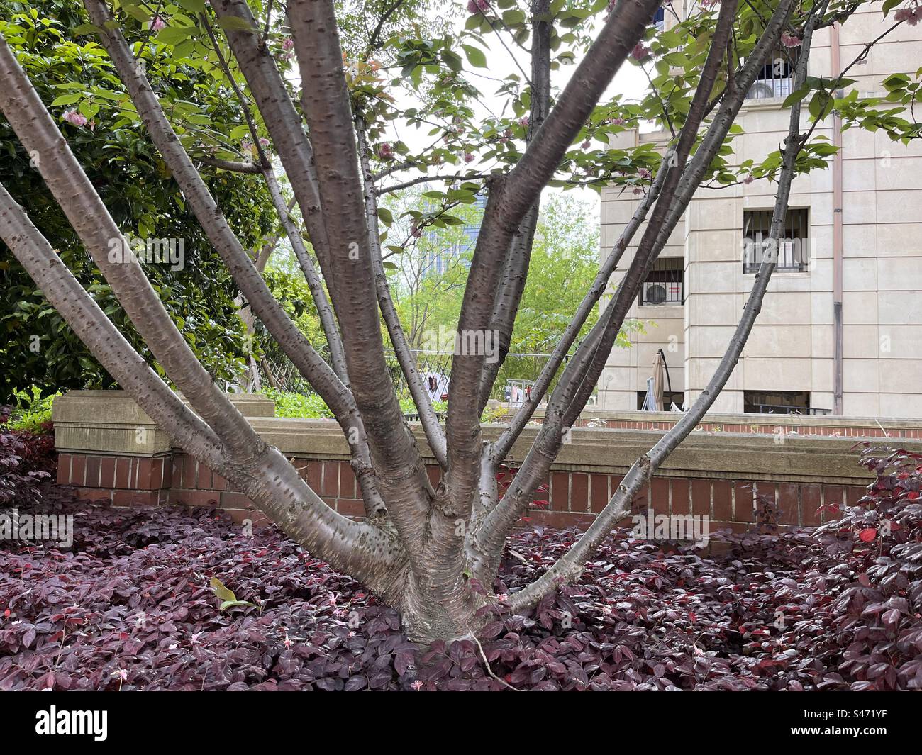 Au passage du printemps à l’été, je marche à côté du cerisier en fleurs. Le tronc lisse reflétait la lumière du jour, et la structure de l’arbre se tenait bien en vue dans le champ de vision. Banque D'Images