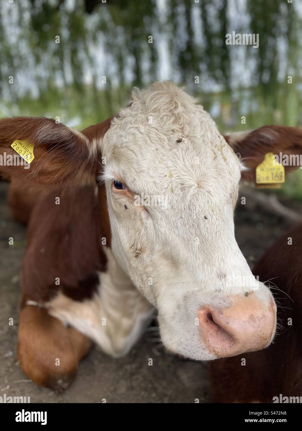 Vache reposant au bord de la rivière à Cambridge Banque D'Images