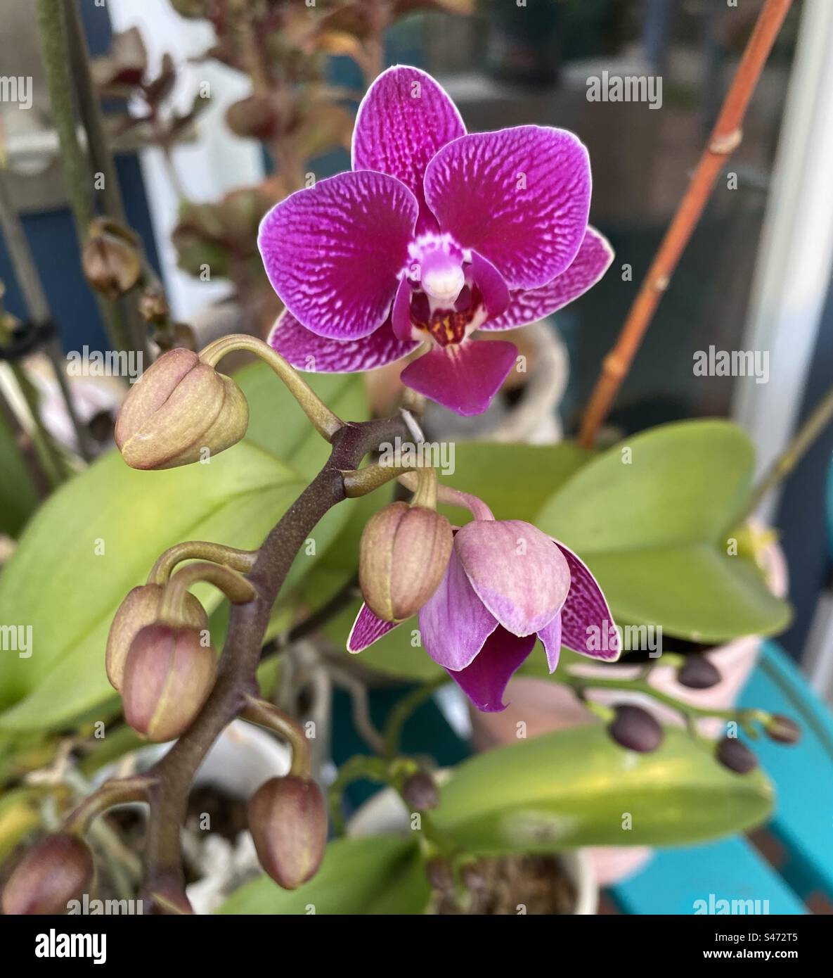 Orchidée Phalaenopsis. - Image de stock capturée avec un smartphone