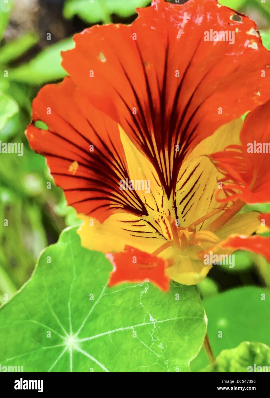 Nasturtium de jardin - Image de stock capturée avec un smartphone