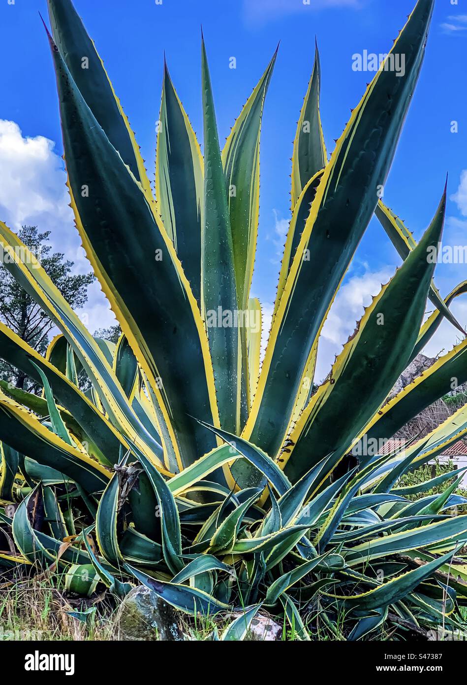 Plante du siècle, une espèce d'Agaves Banque D'Images