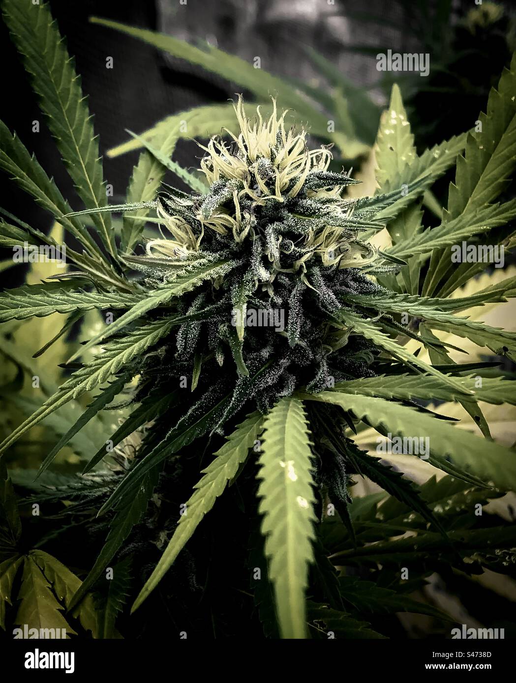 Marijuana une espèce de chanvre - Image de stock capturée avec un smartphone