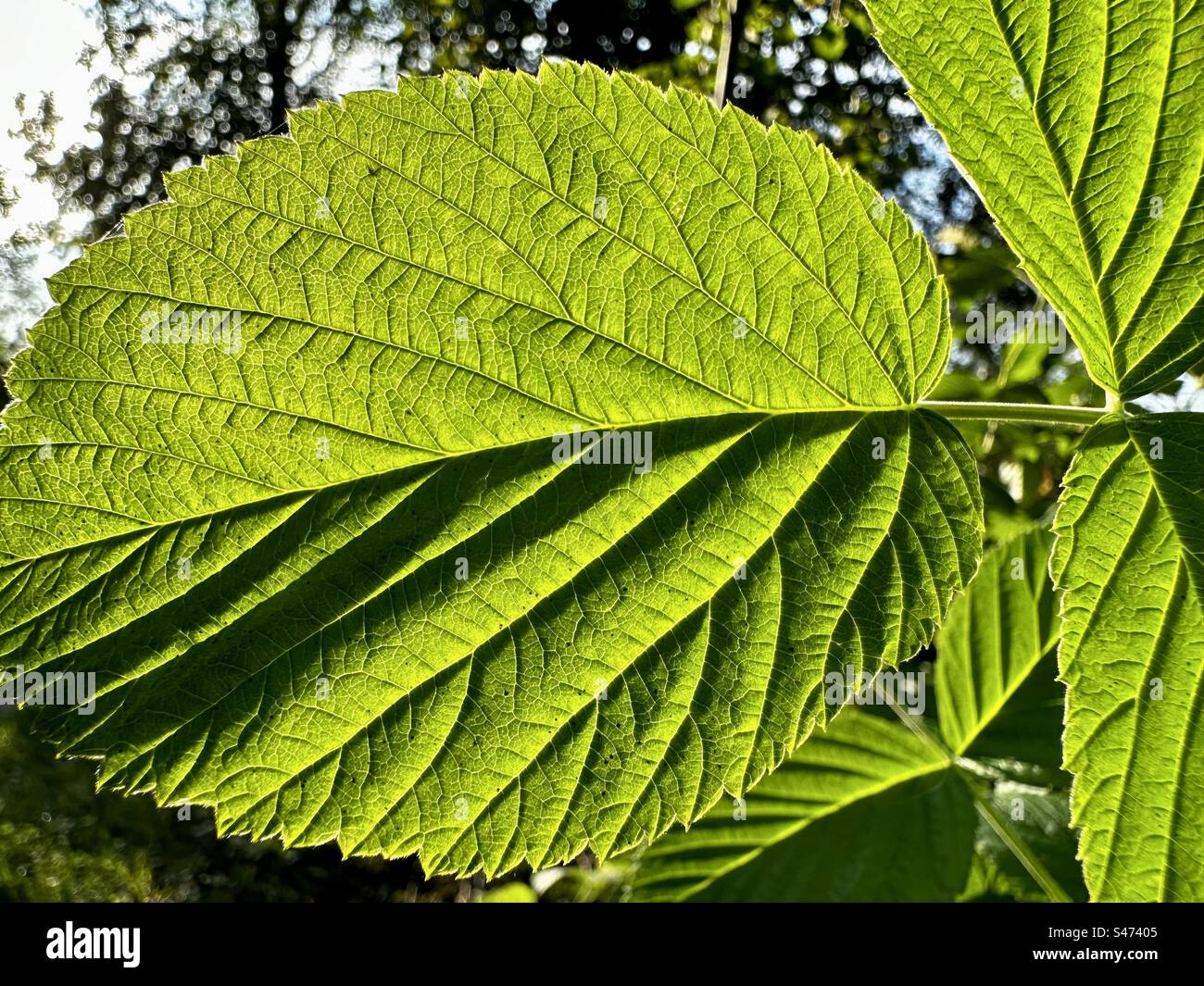 Feuille de framboise verte Banque D'Images