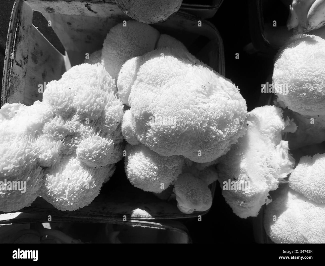 Champignons rares à la crinière du lion frais à vendre sur le marché fermier dans un monochrome noir et blanc. Banque D'Images