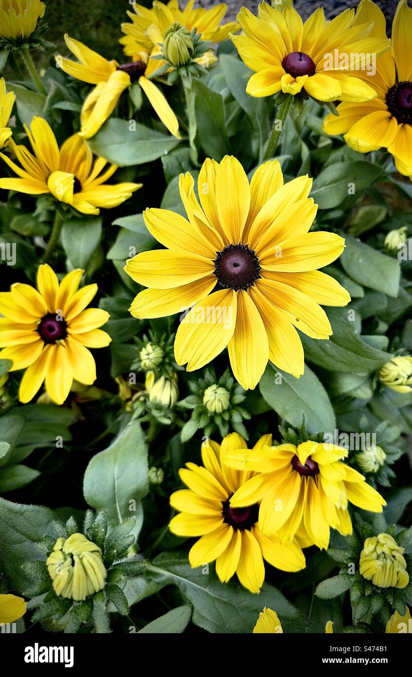 Rudbeckie Banque D'Images