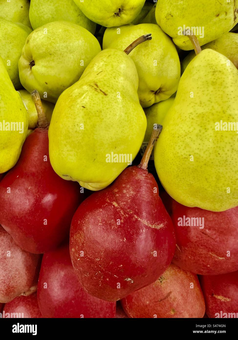 Poires Bartlett biologiques, variétés rouges et jaunes. Banque D'Images