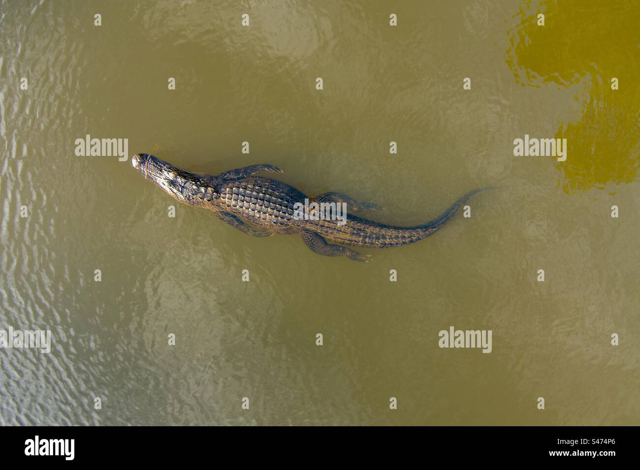 Alligator américain à Mobile Bay Banque D'Images