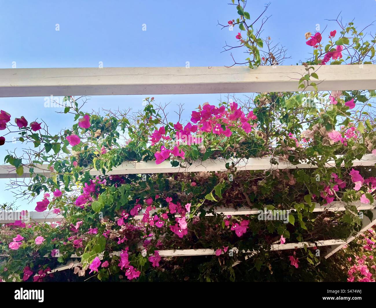 Bougainvilliers rose chaud sur treillis de bois contre un ciel bleu d'été, Oia, Santorin - Image de stock capturée avec un smartphone