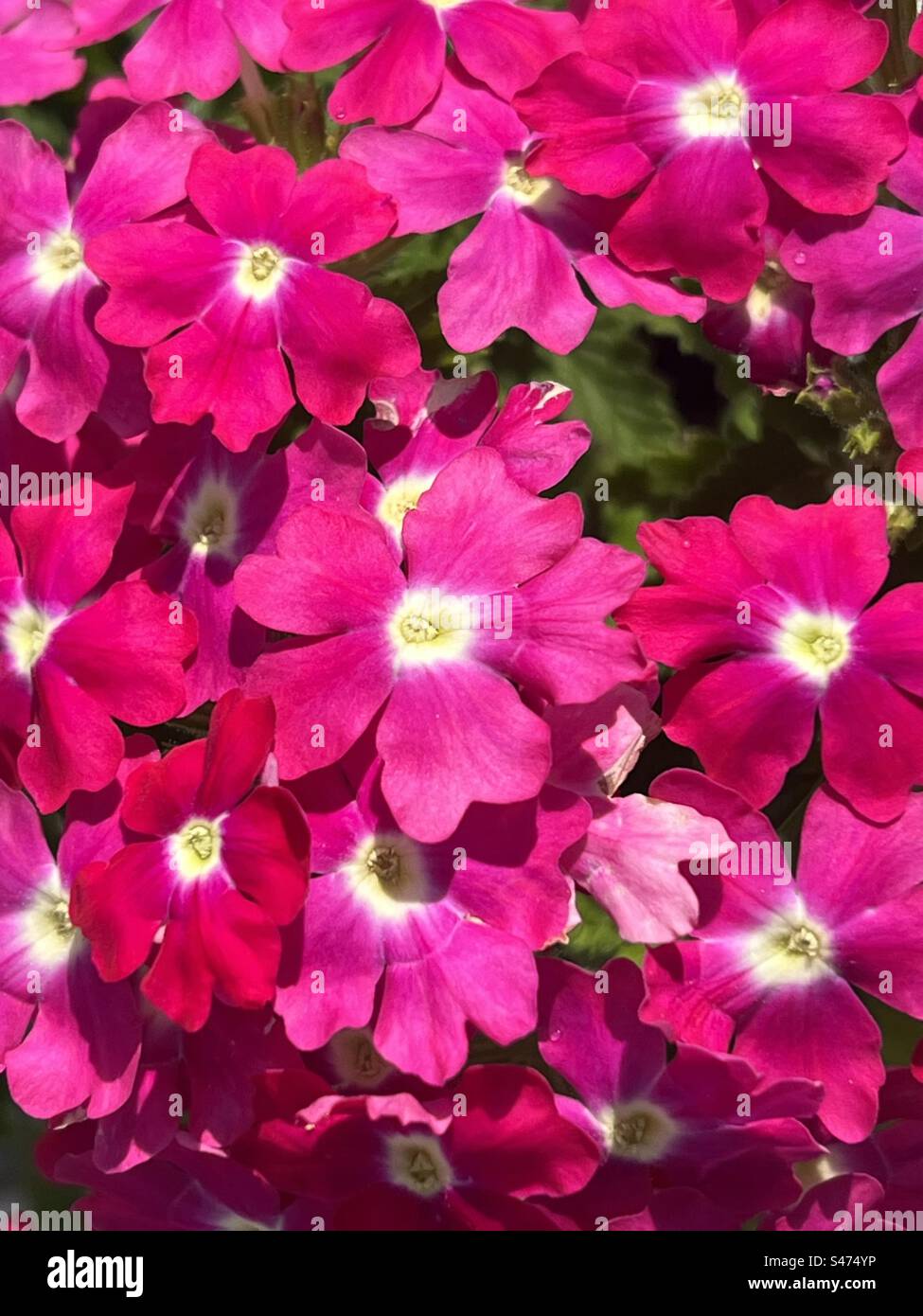 Grappe de fleurs de verveine rose chaud Banque D'Images