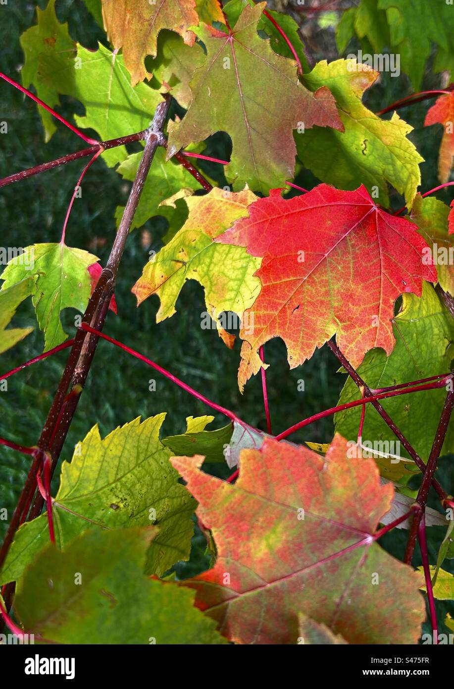 Photographie d'arrière-cour, érable Northwood, splendeur d'automne, automne, couleurs d'automne, rouge, jaune, vert, saisons, nature Banque D'Images Photographie d'arrière-cour, érable Northwood, splendeur d'automne, automne, couleurs d'automne, rouge, jaune, vert, saisons, nature Banque D'Images