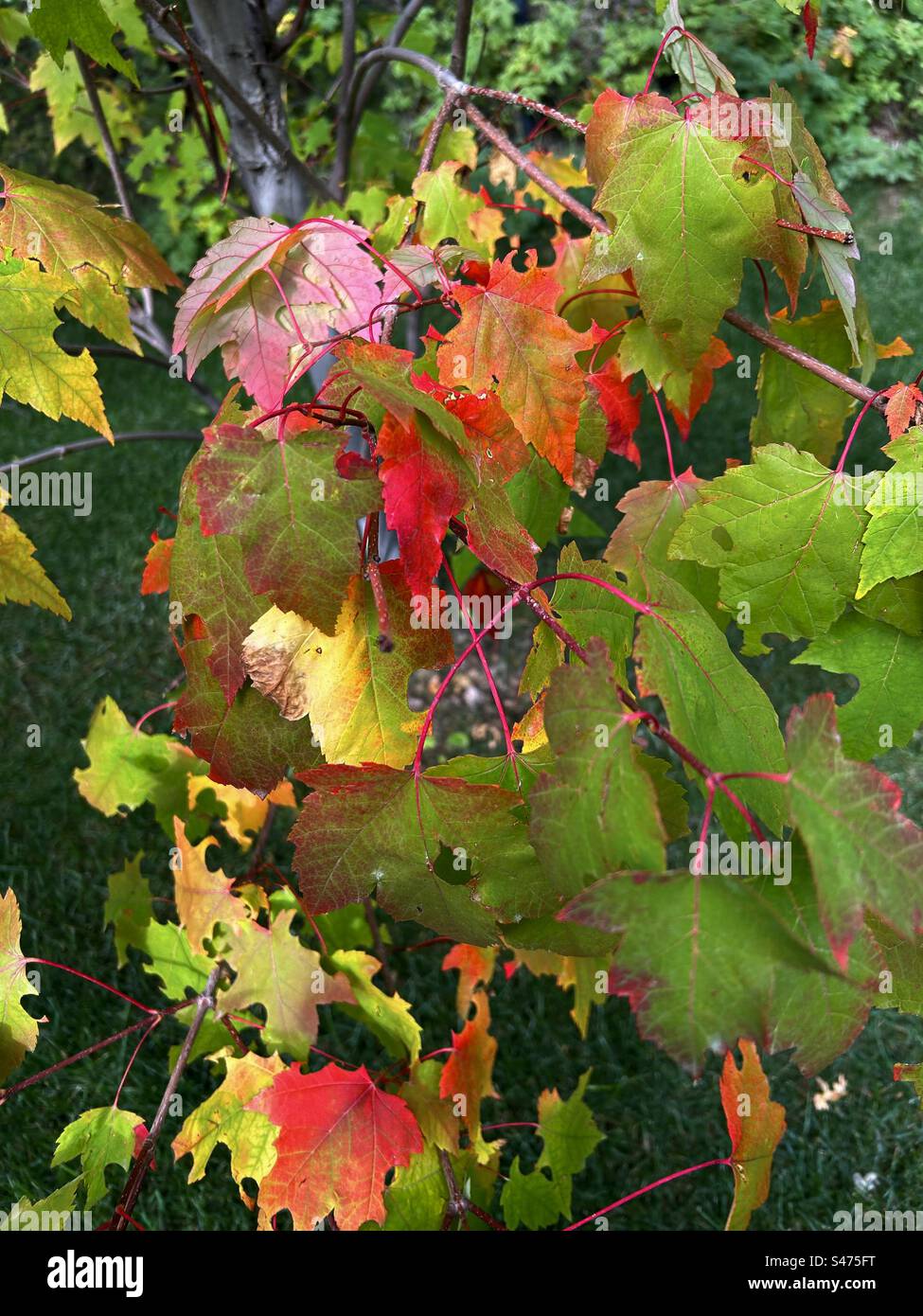 Photographie d'arrière-cour, érable Northwood, splendeur d'automne, automne, couleurs d'automne, rouge, jaune, vert, saisons, nature Banque D'Images Photographie d'arrière-cour, érable Northwood, splendeur d'automne, automne, couleurs d'automne, rouge, jaune, vert, saisons, nature Banque D'Images