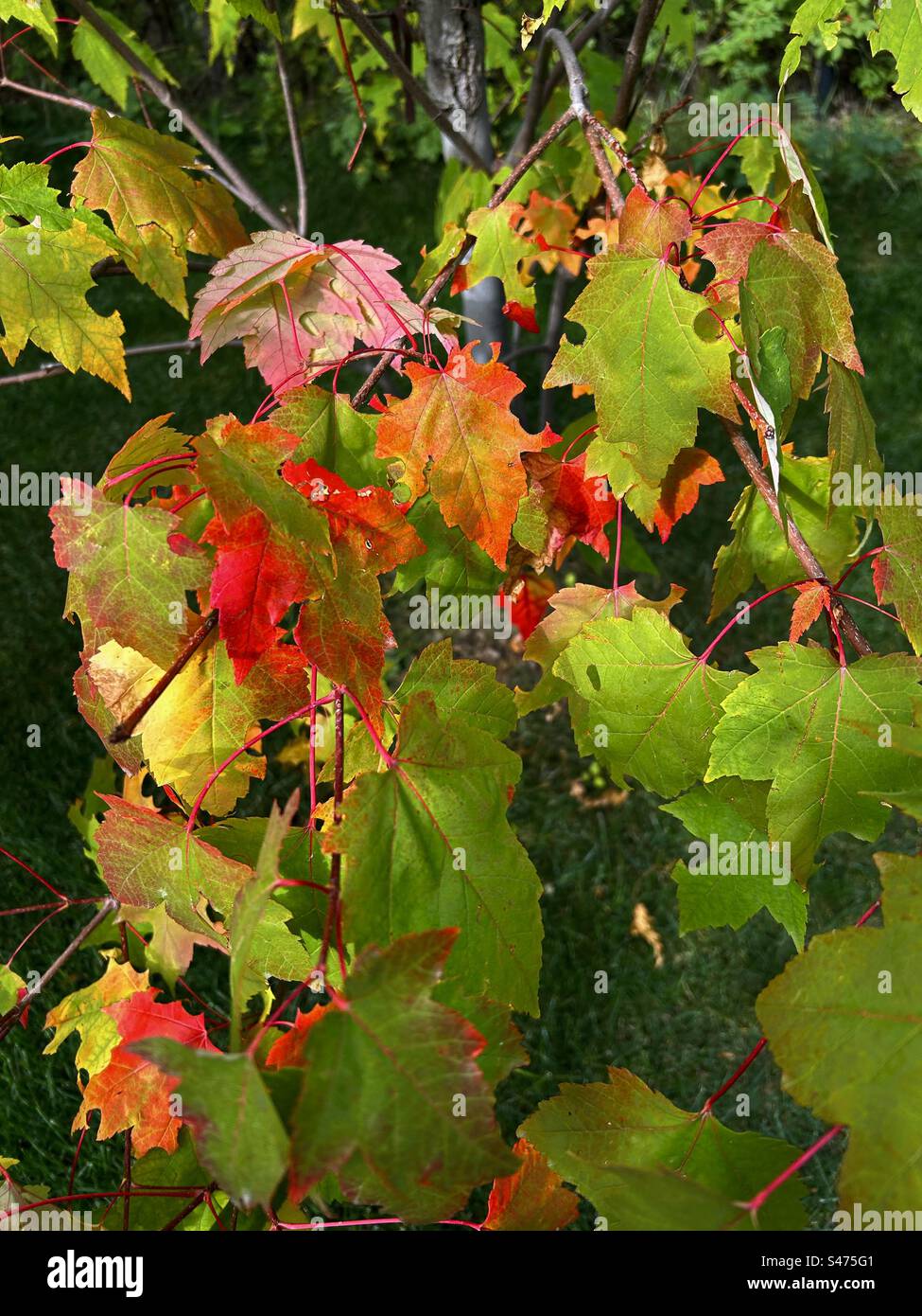 Photographie d'arrière-cour, érable Northwood, splendeur d'automne, automne, couleurs d'automne, rouge, jaune, vert, saisons, nature Banque D'Images Photographie d'arrière-cour, érable Northwood, splendeur d'automne, automne, couleurs d'automne, rouge, jaune, vert, saisons, nature Banque D'Images