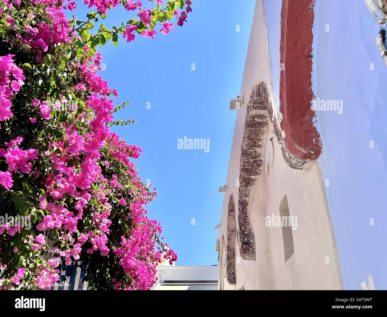 Ciel bleu vif entre bougainvilliers rose chaud et un bâtiment peint pâle sur l'île de Santorin - Image de stock capturée avec un smartphone