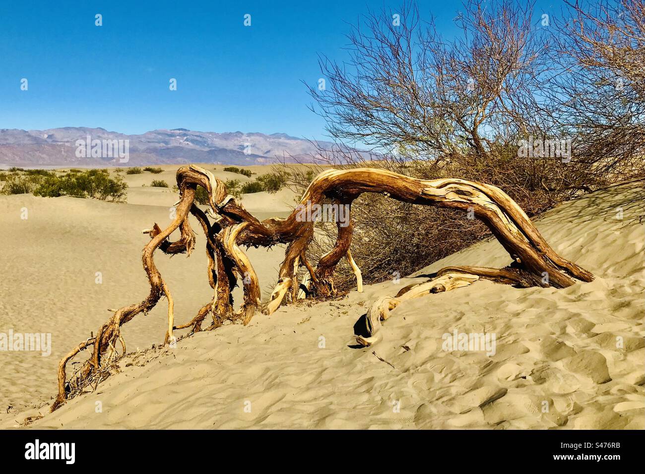 Les vents du désert ont soufflé sur cet arbre de Mesquite et ont façonné les dunes de Mesquite Flat dans le parc national de la Vallée de la mort. Banque D'Images