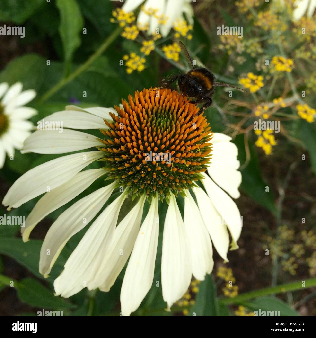 Bumble Bee sur une Marguerite - Image de stock capturée avec un smartphone