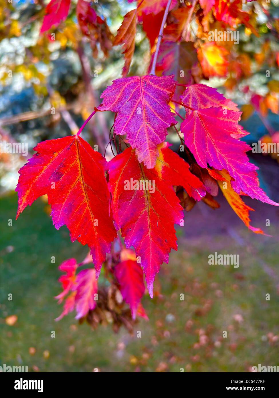 Feuilles d'automne, érable arbuste, photographie de jardin, saisons, automne Banque D'Images Feuilles d'automne, érable arbuste, photographie de jardin, saisons, automne Banque D'Images