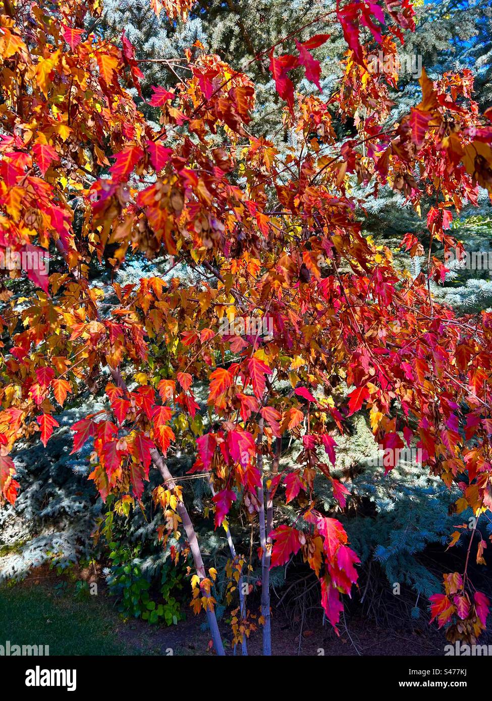 Feuilles d'automne, érable arbuste, photographie de jardin, saisons, automne Banque D'Images Feuilles d'automne, érable arbuste, photographie de jardin, saisons, automne Banque D'Images
