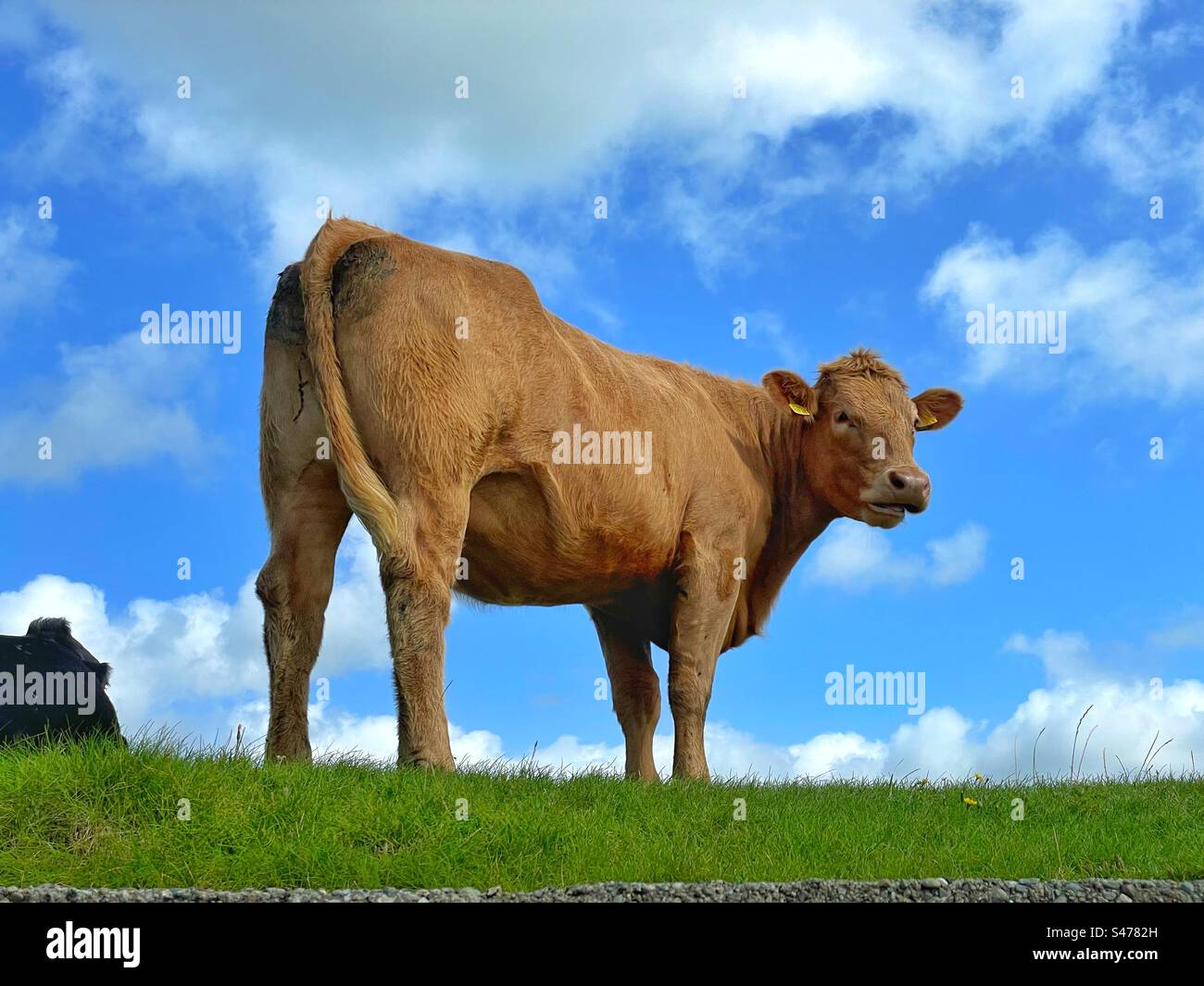 Vache dans un champ. Banque D'Images