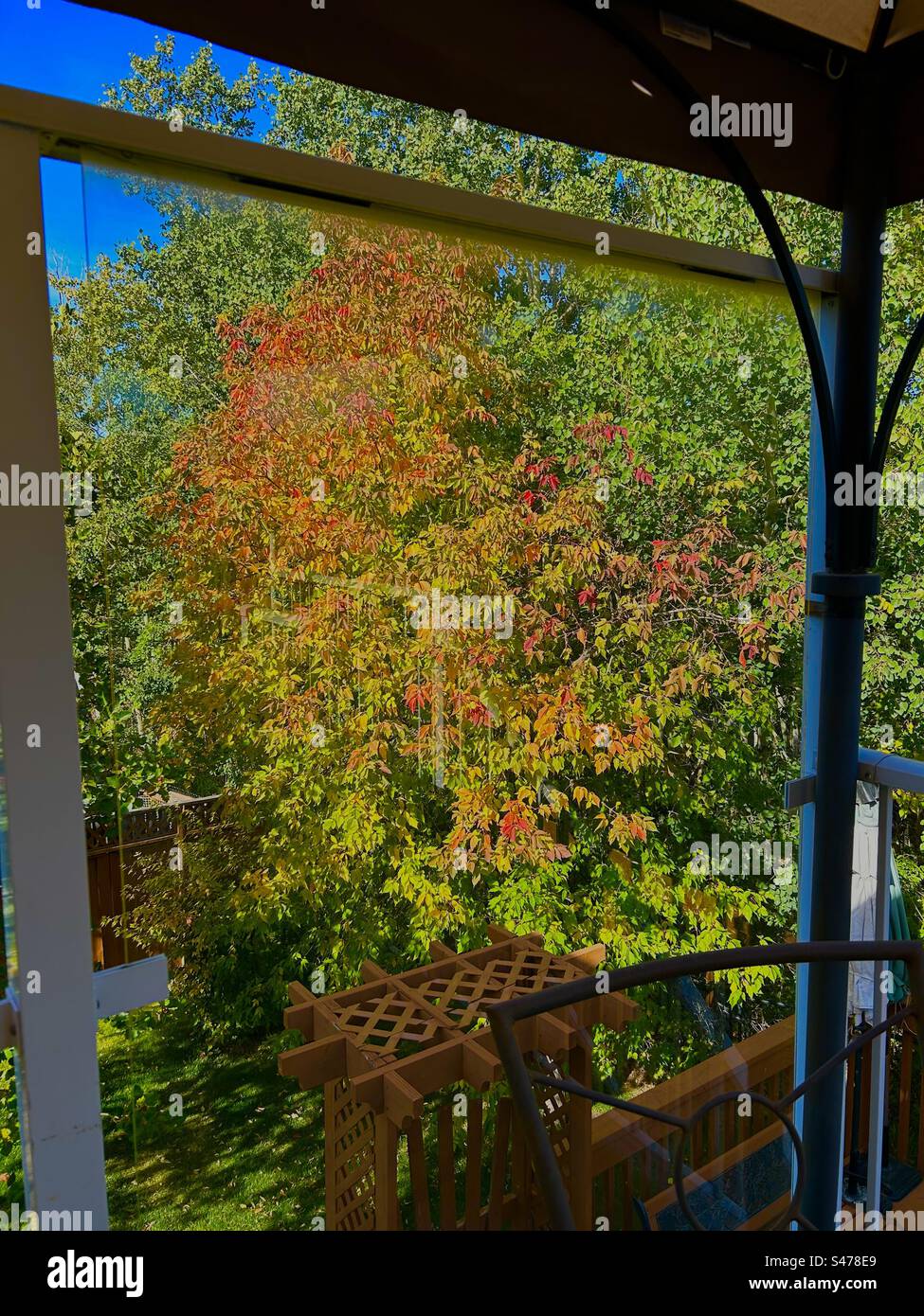 Photographie d'arrière-cour, chevrons, aîné de boîte, Hawthorne, automne, couleurs, rouge, vert, automne, saisons Banque D'Images Photographie d'arrière-cour, chevrons, aîné de boîte, Hawthorne, automne, couleurs, rouge, vert, automne, saisons Banque D'Images
