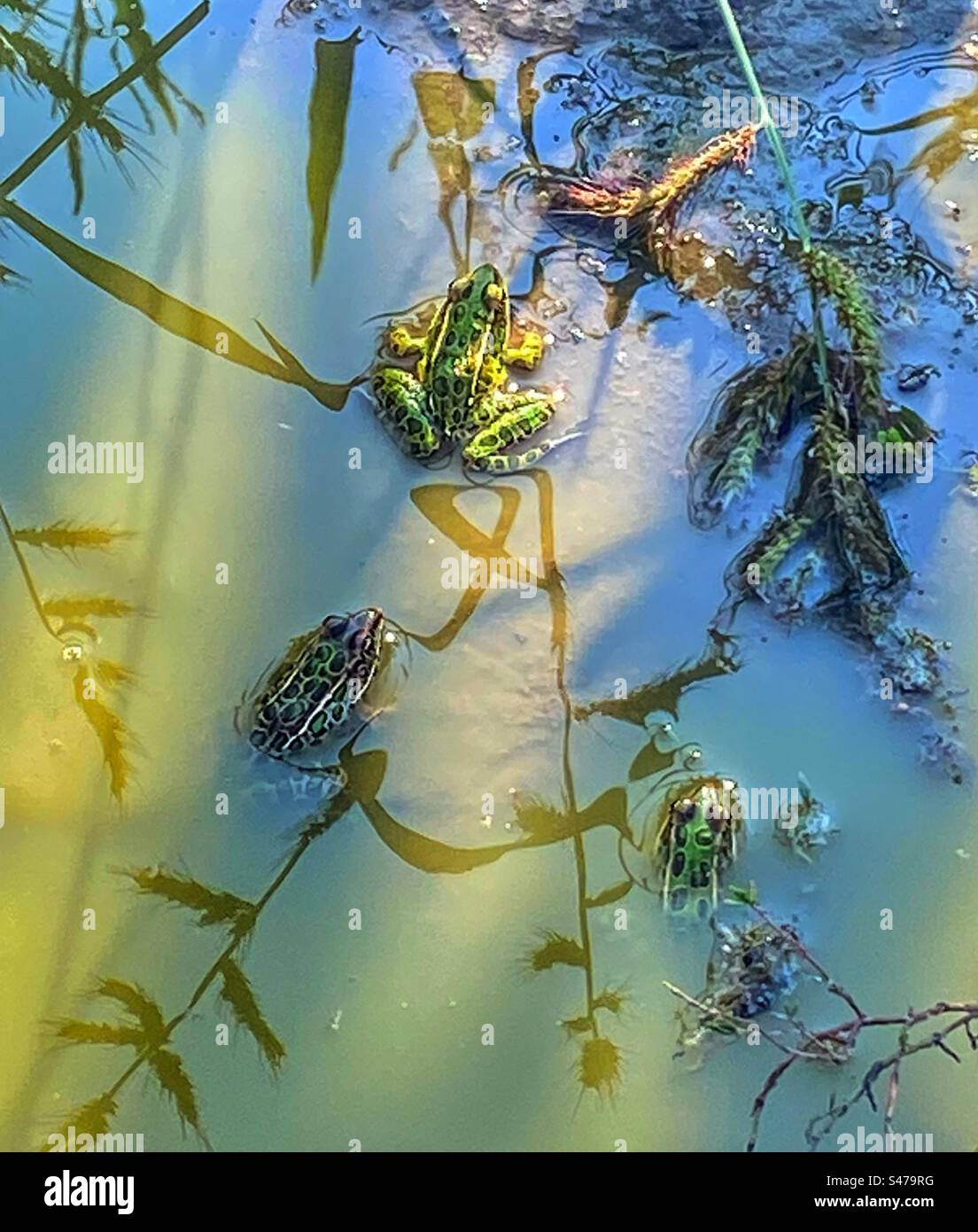 Grenouilles dans un étang sale - Image de stock capturée avec un smartphone