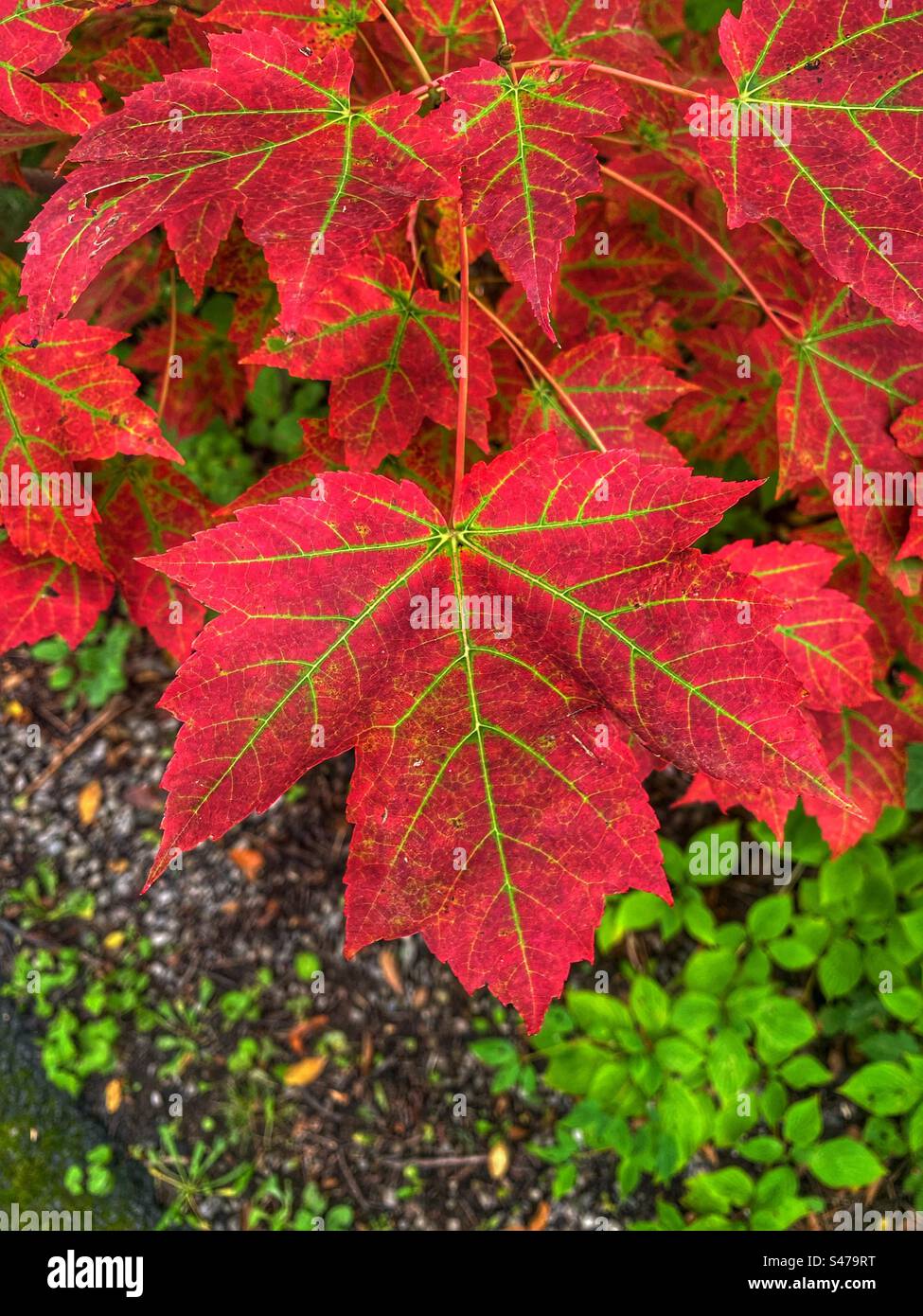 Feuilles d'érable, virant au rouge - Image de stock capturée avec un smartphone