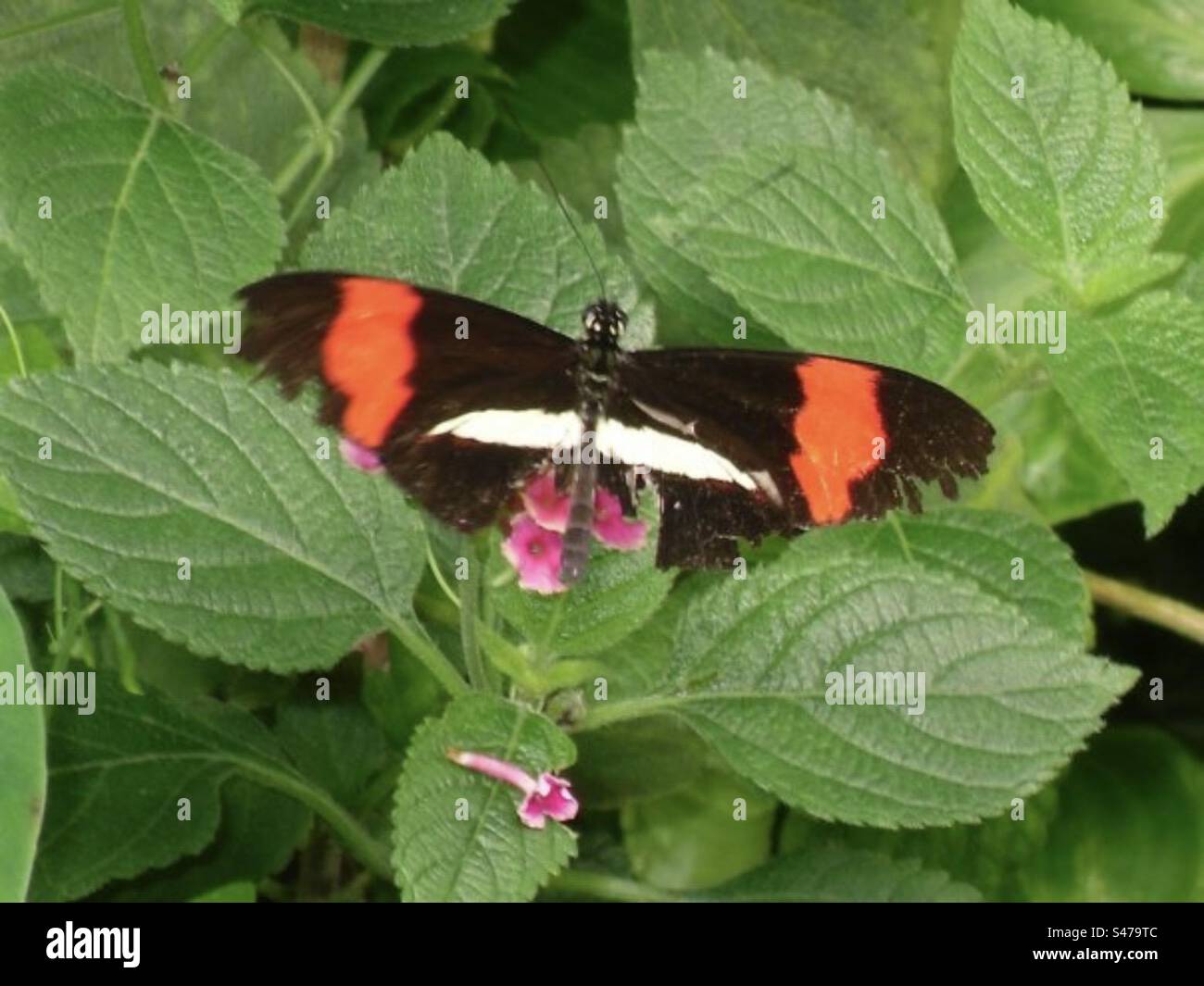 Rouge Postman Tropical Butterfly Banque D'Images