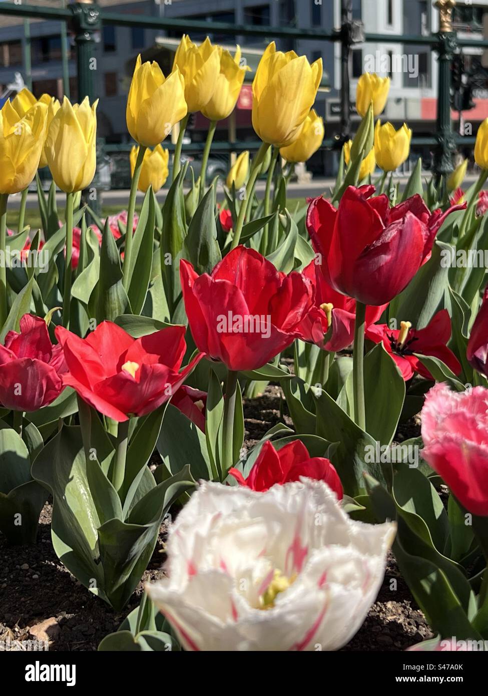 Fleurs de tulipe Banque D'Images