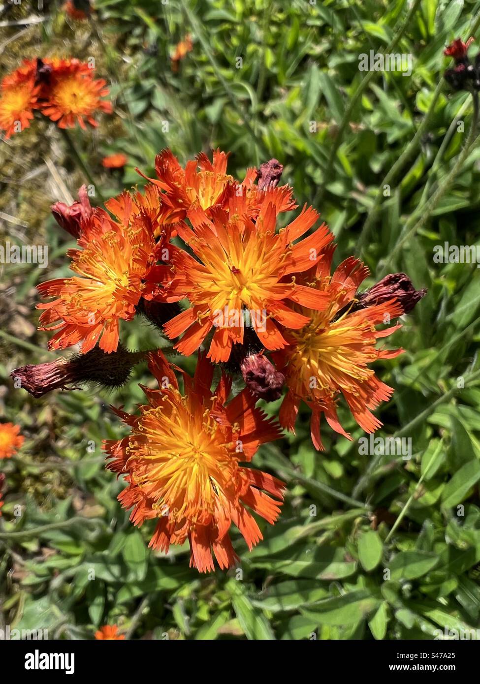 Orange Pilosella aurantiaca, renard et oursons, fleurs. Famille des Asteraceae. - Image de stock capturée avec un smartphone