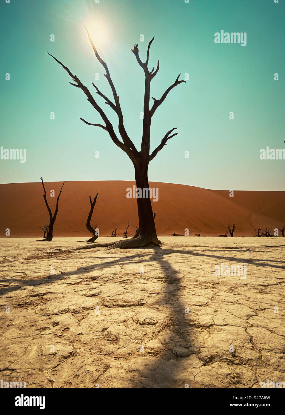 Un des nombreux arbres morts à Dead Vlei à Sossusvlei en Namibie Banque D'Images