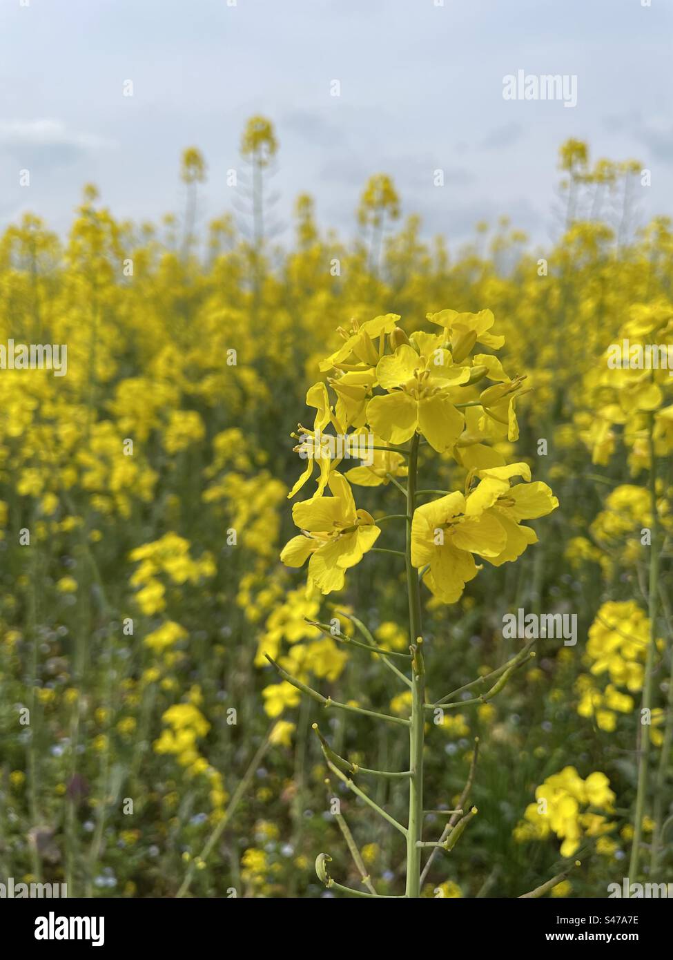 Fleur de colza jaune - Image de stock capturée avec un smartphone