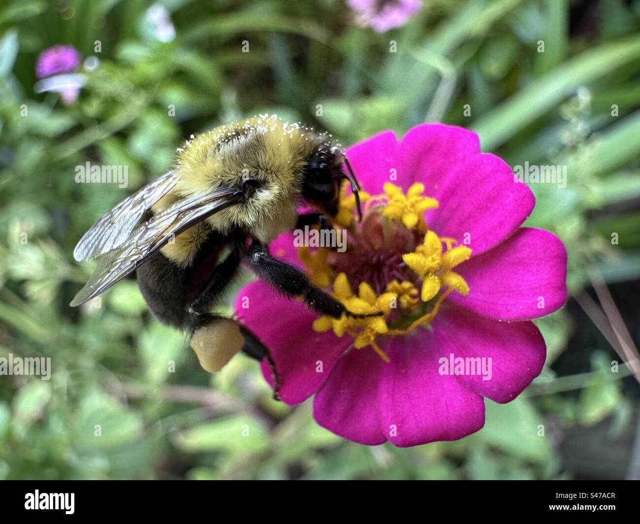 Abeille Bumble sur fleur miniature de zinnia en Floride - Image de stock capturée avec un smartphone