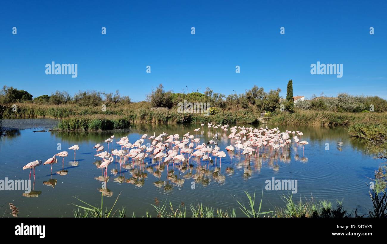 Flamants roses en lagon, Saintes Maries de la Mer, Camargue, France Banque D'Images