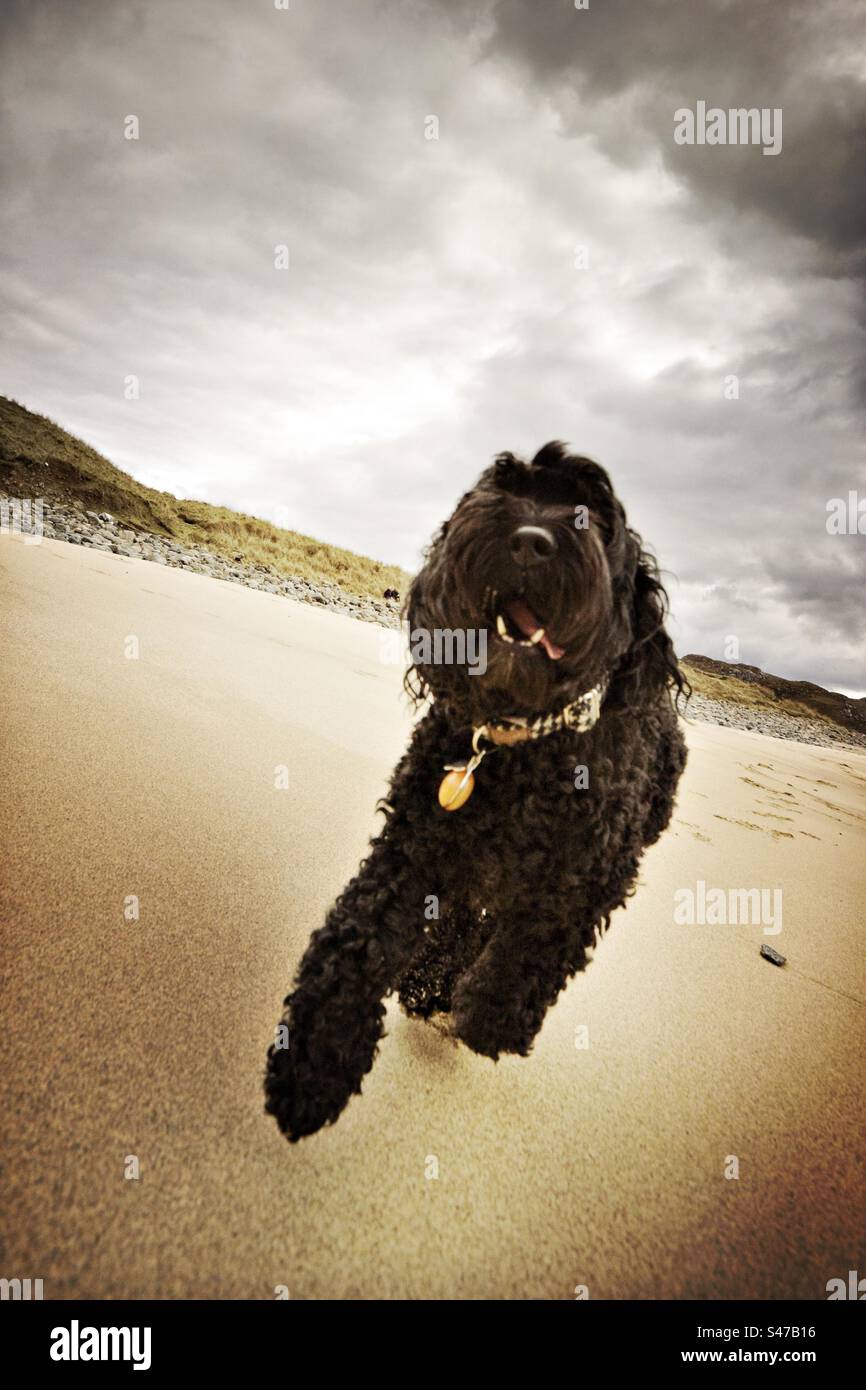 Chien Cockapoo courant vers la caméra sur une plage en Écosse, Royaume-Uni Banque D'Images