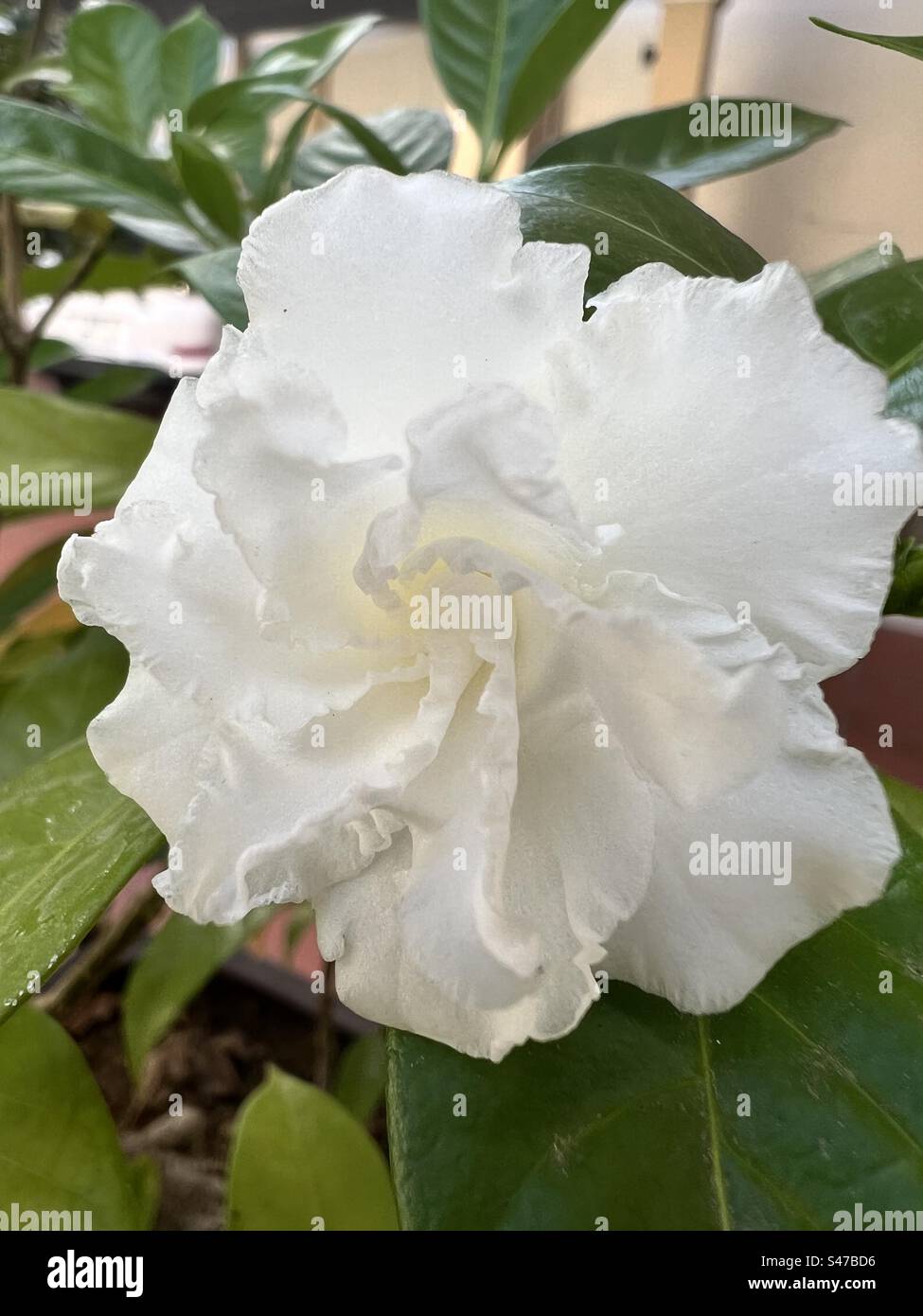Une fleur blanche en gros plan - Image de stock capturée avec un smartphone