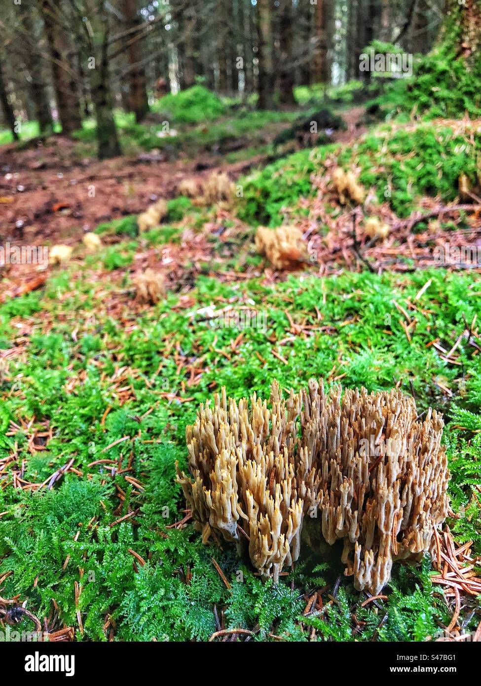 Corail à branches strictes poussant dans une forêt de pins près de Winchester Banque D'Images