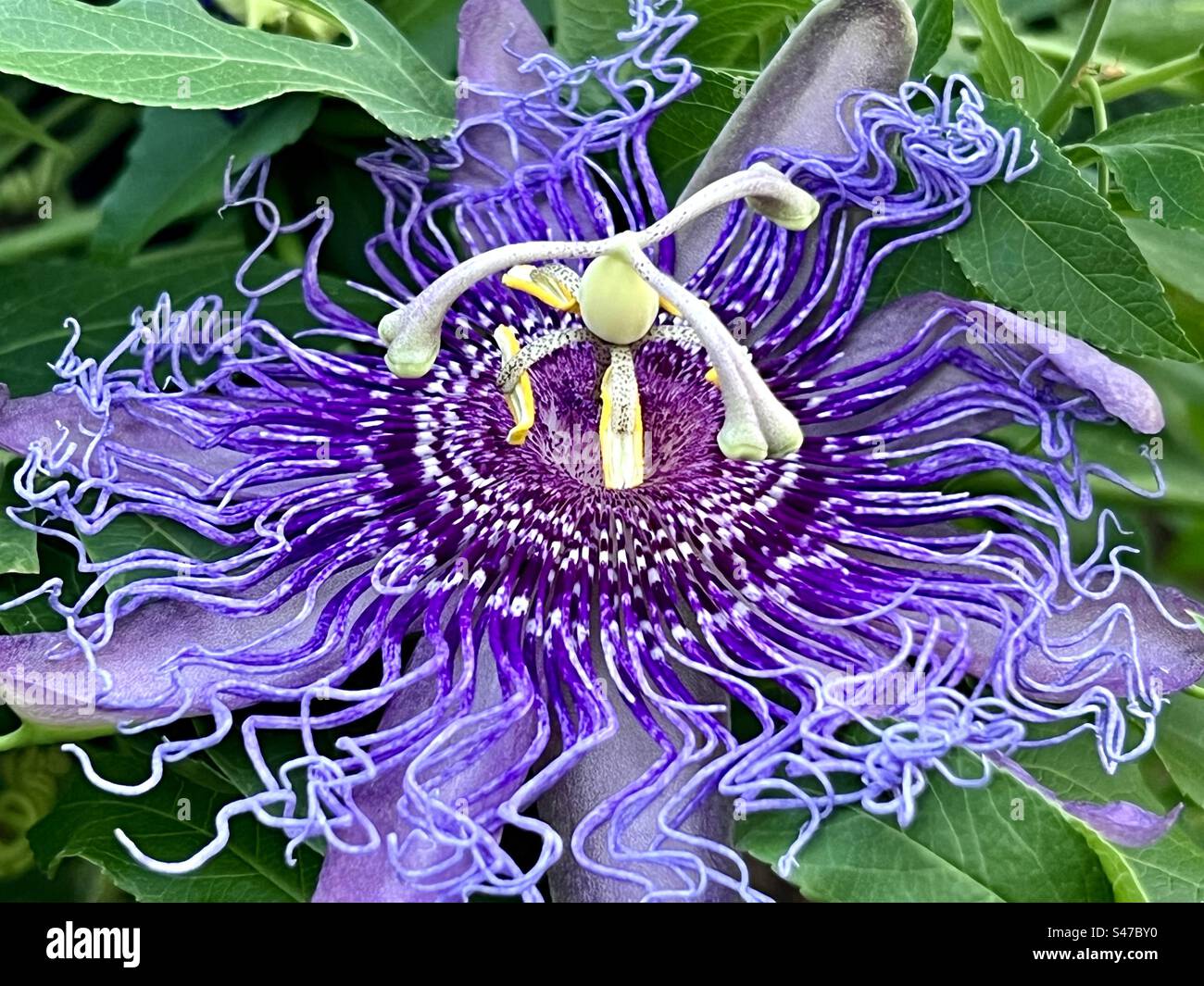 Passiflore Banque D'Images