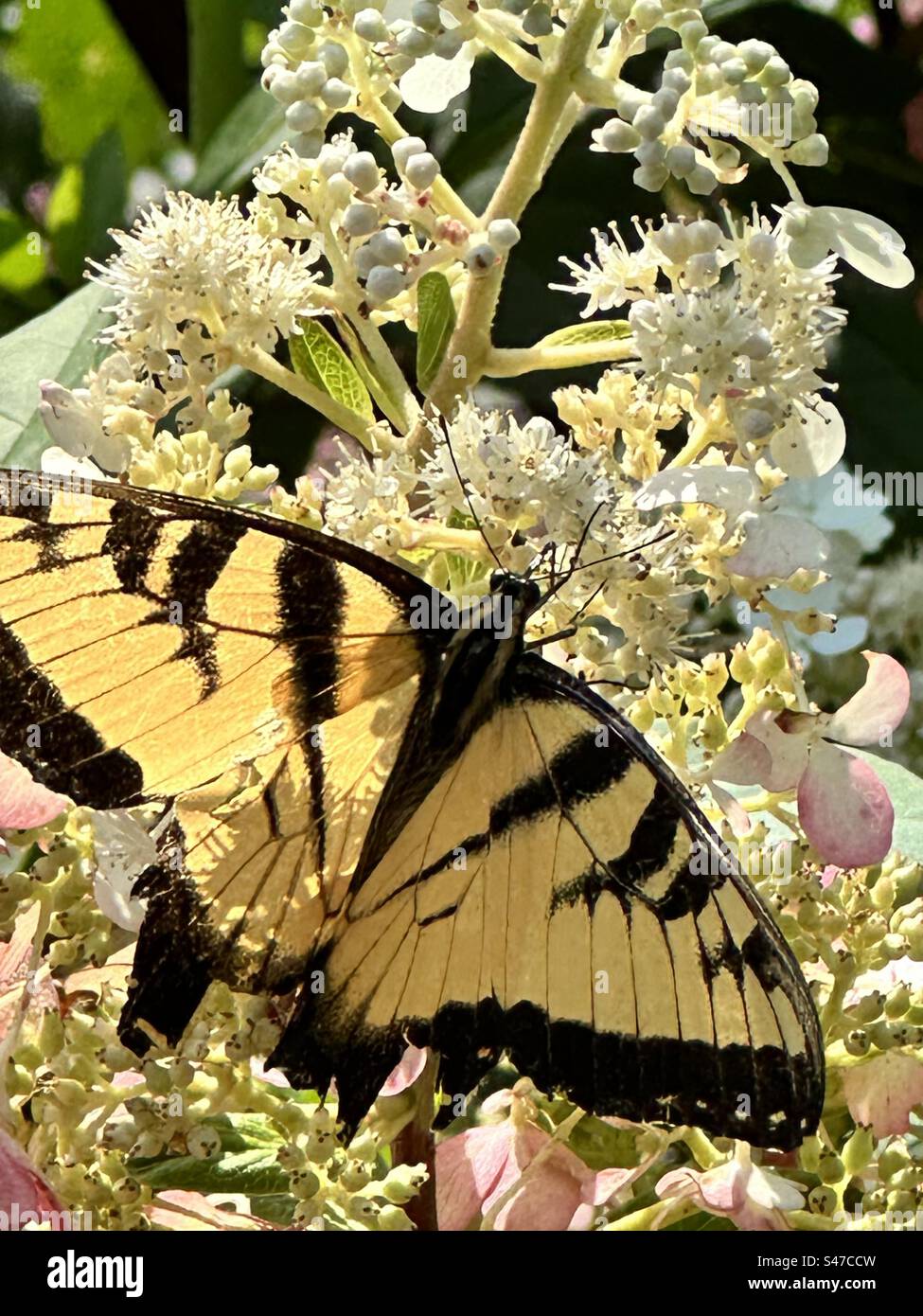 Papillon monarque Banque D'Images