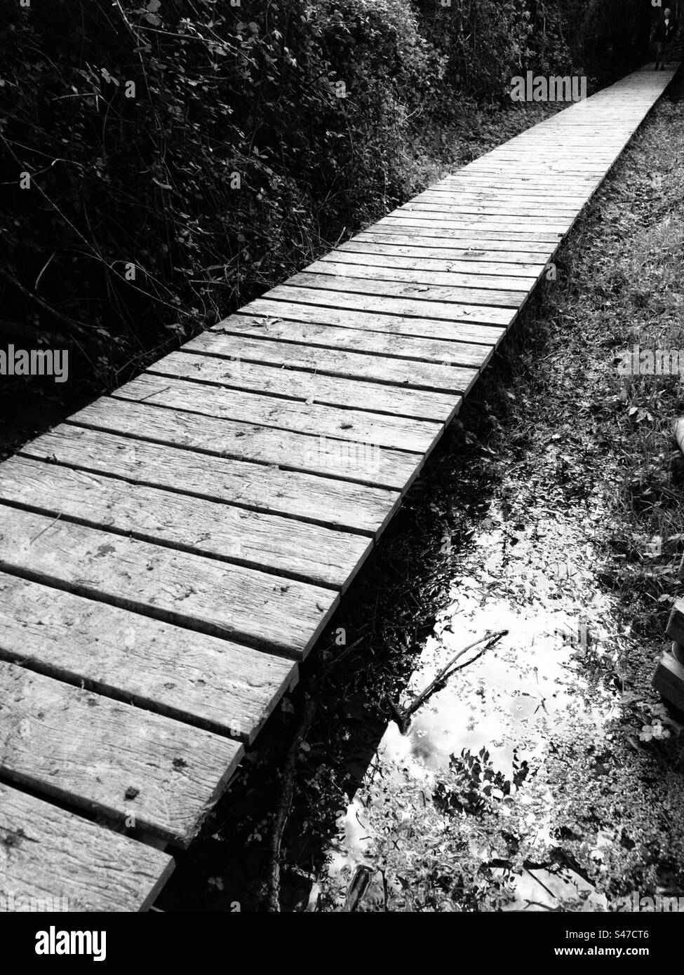 Passerelle en bois au-dessus de terres inondées Banque D'Images